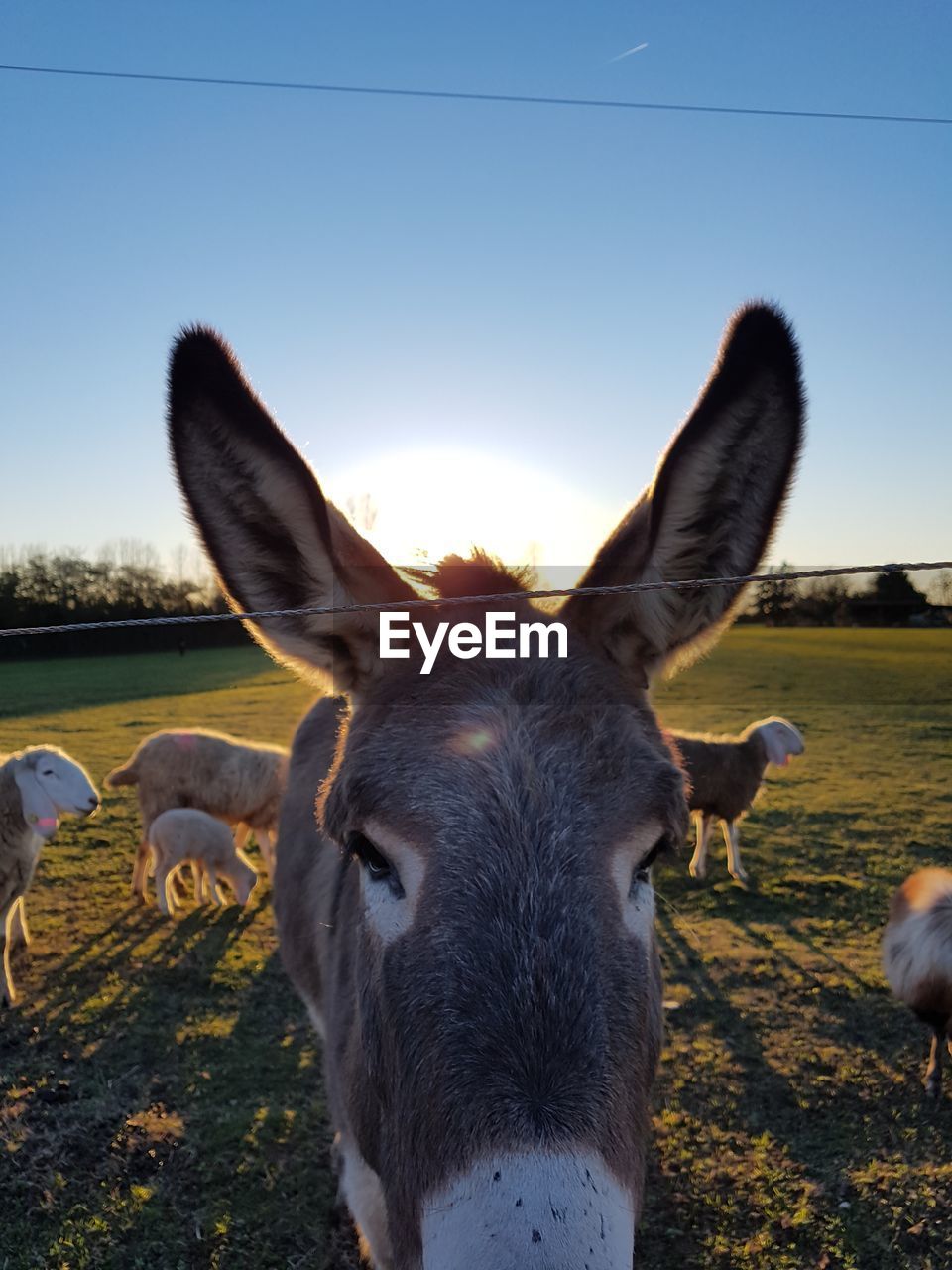 Portrait of donkey on field against clear sky