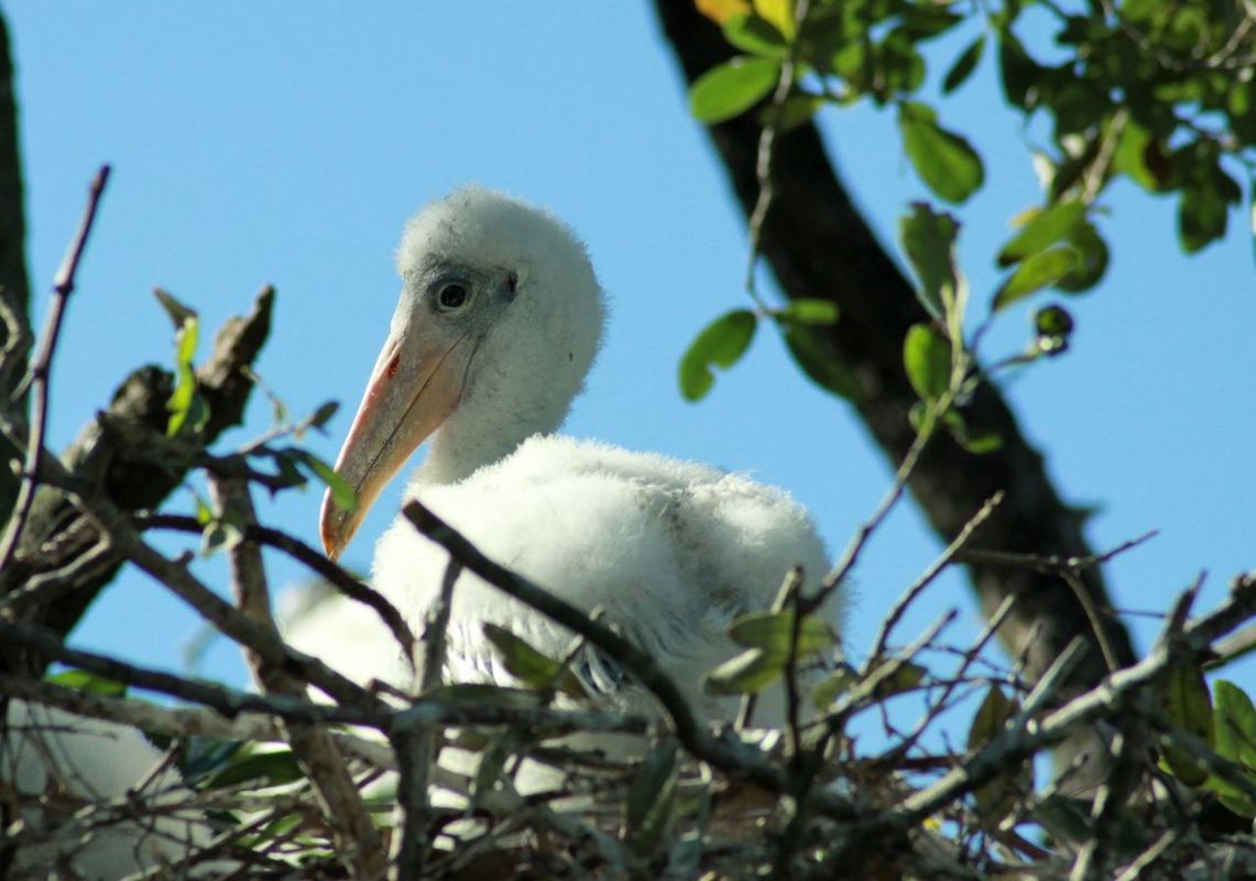 Close-up of young wood stork