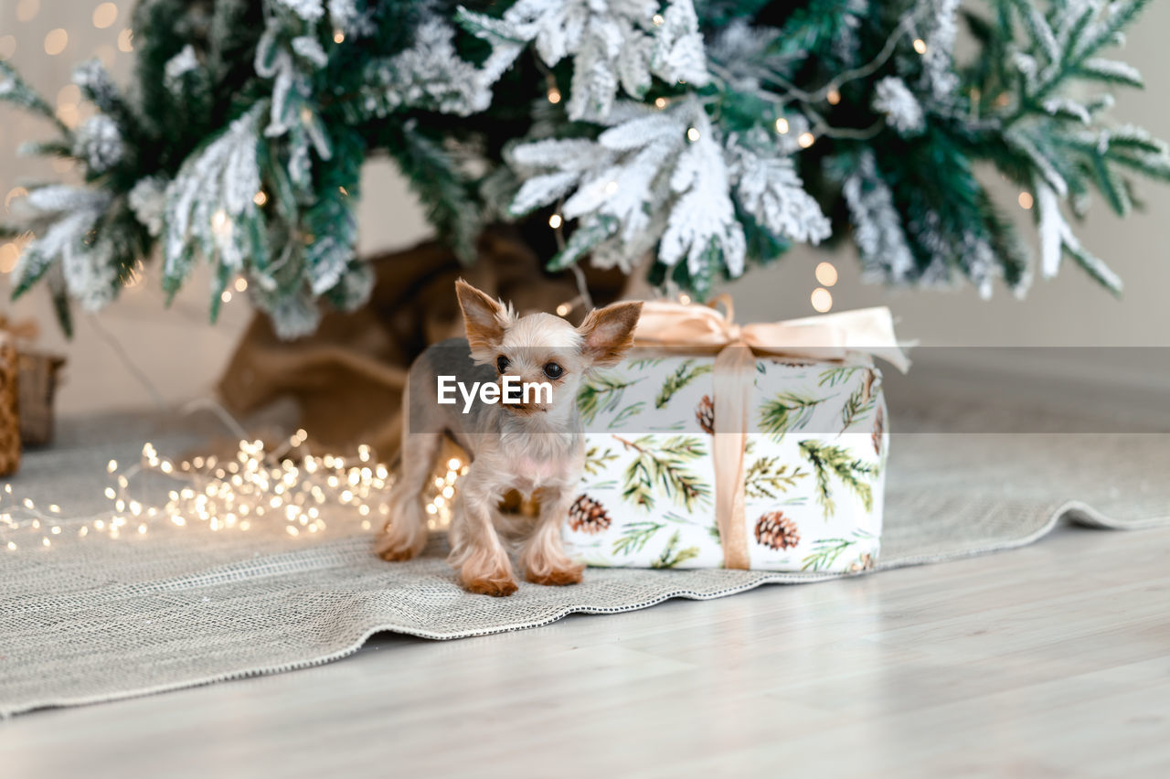 Little dog near christmas tree and gift boxes 