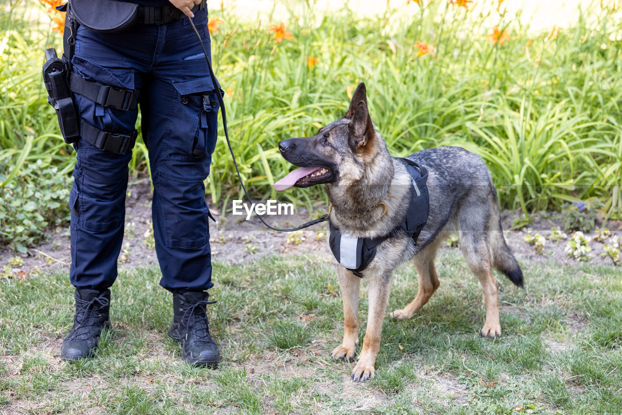 Policeman with a german shepherd on duty. police dog.