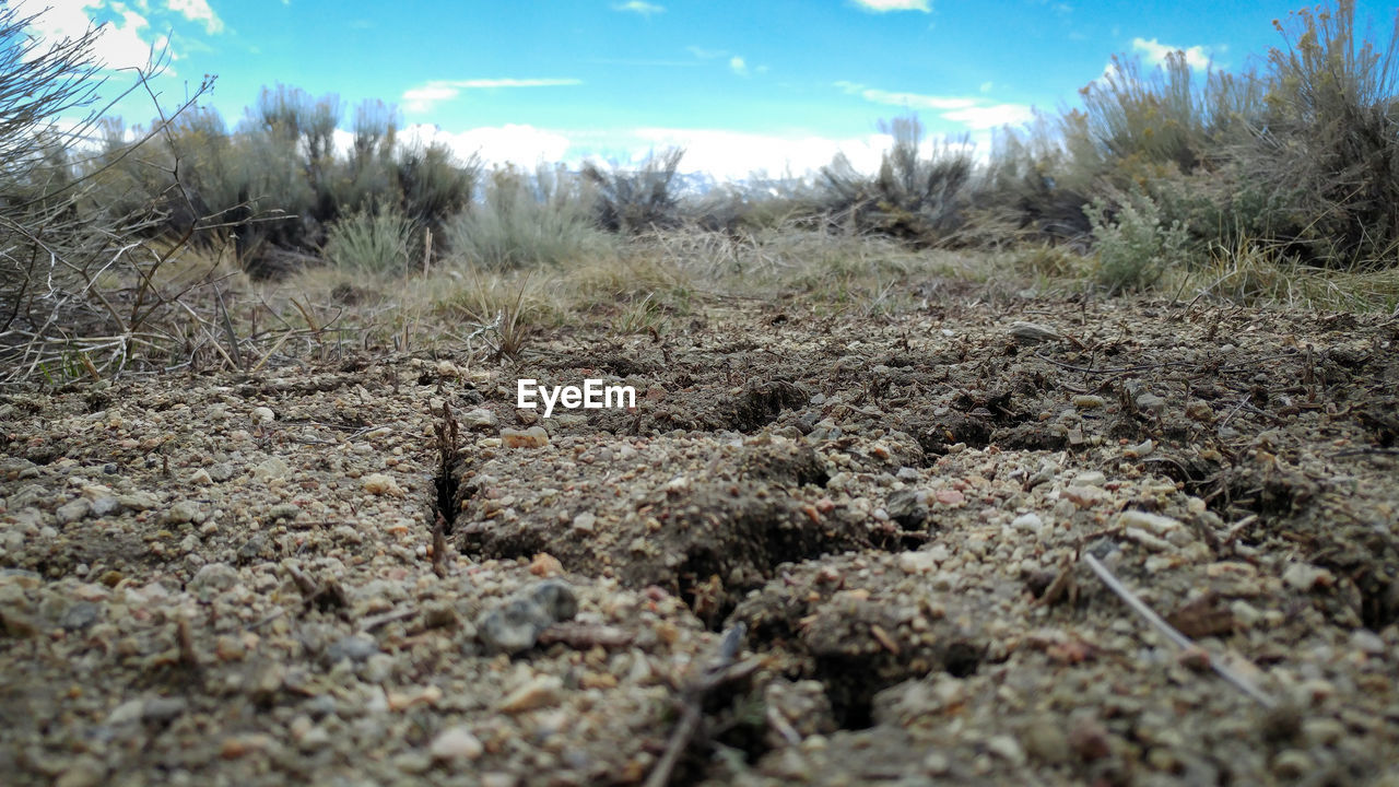 SURFACE LEVEL OF DIRT ROAD ON FIELD