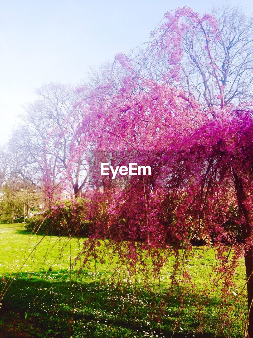 FLOWERS BLOOMING ON FIELD