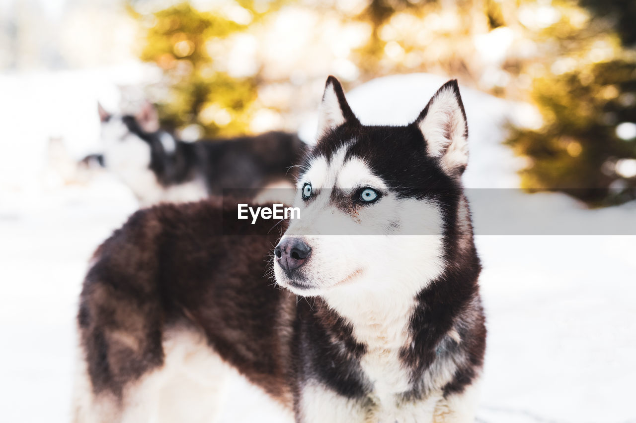 CLOSE-UP OF A DOG ON SNOW COVERED LANDSCAPE