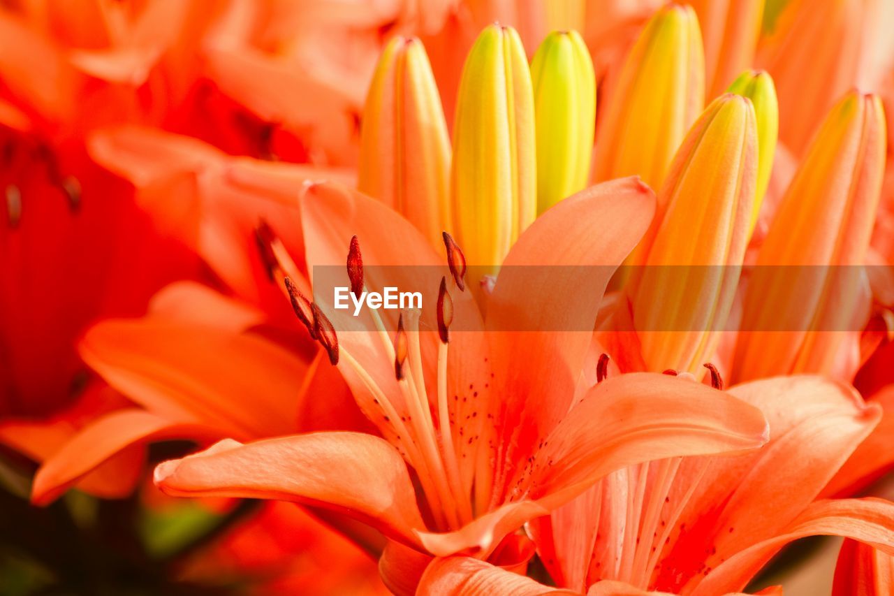 CLOSE-UP OF ORANGE LILY OF FLOWERING PLANTS