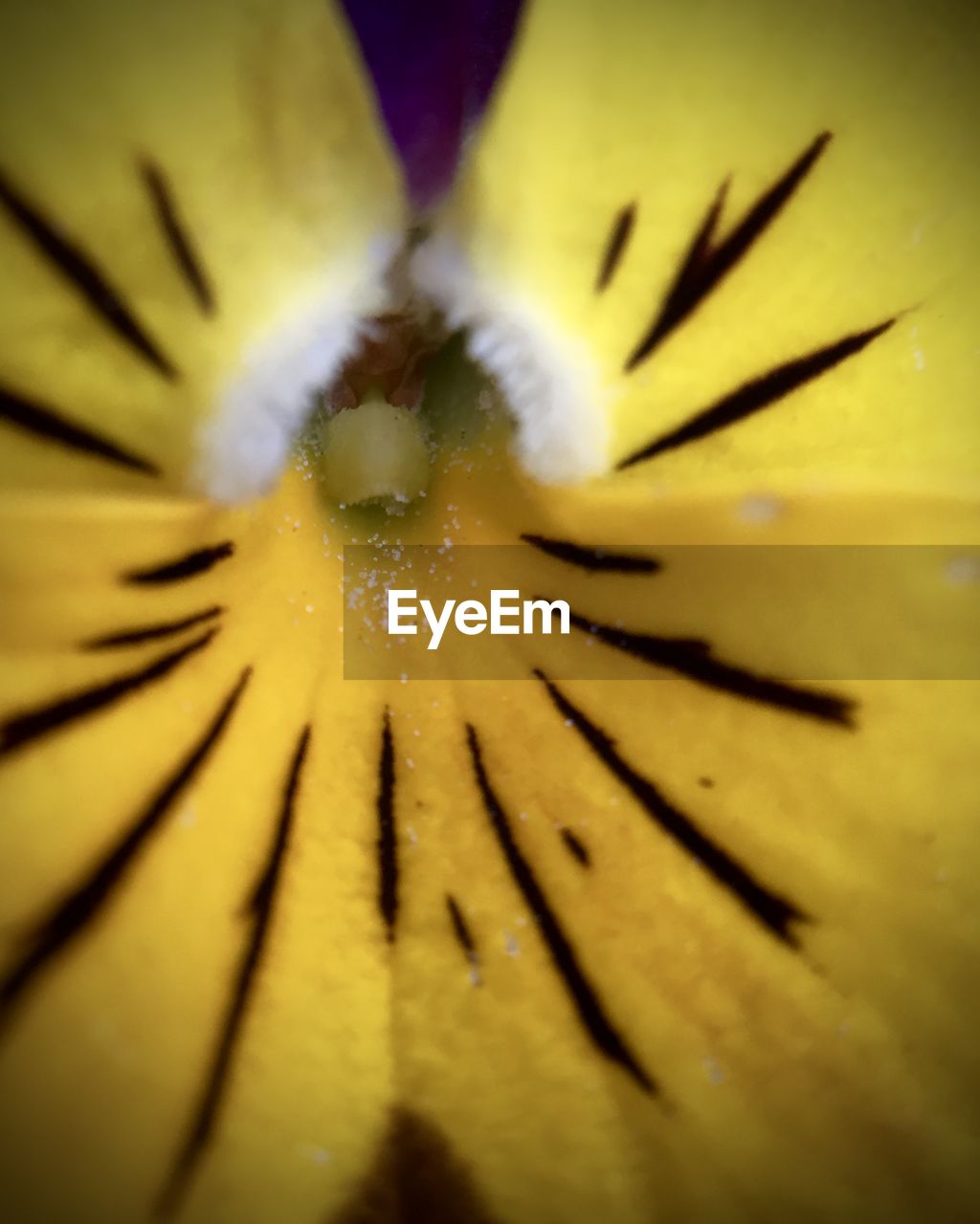 MACRO SHOT OF YELLOW FLOWER