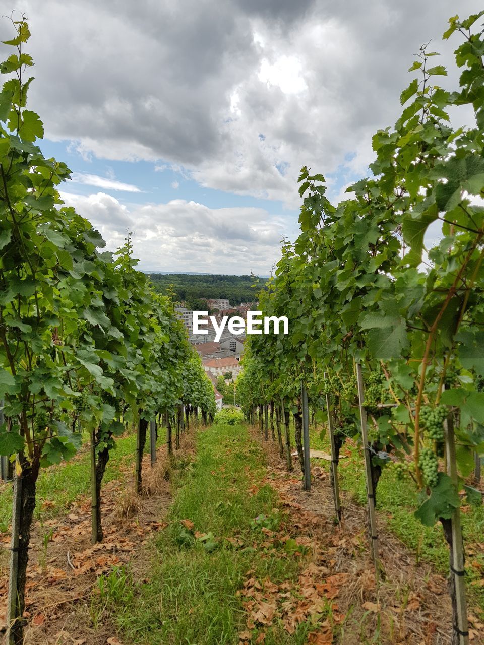 plant, cloud - sky, growth, sky, agriculture, green color, vineyard, nature, landscape, beauty in nature, tree, land, scenics - nature, tranquility, no people, in a row, winemaking, field, day, crop, outdoors, plantation