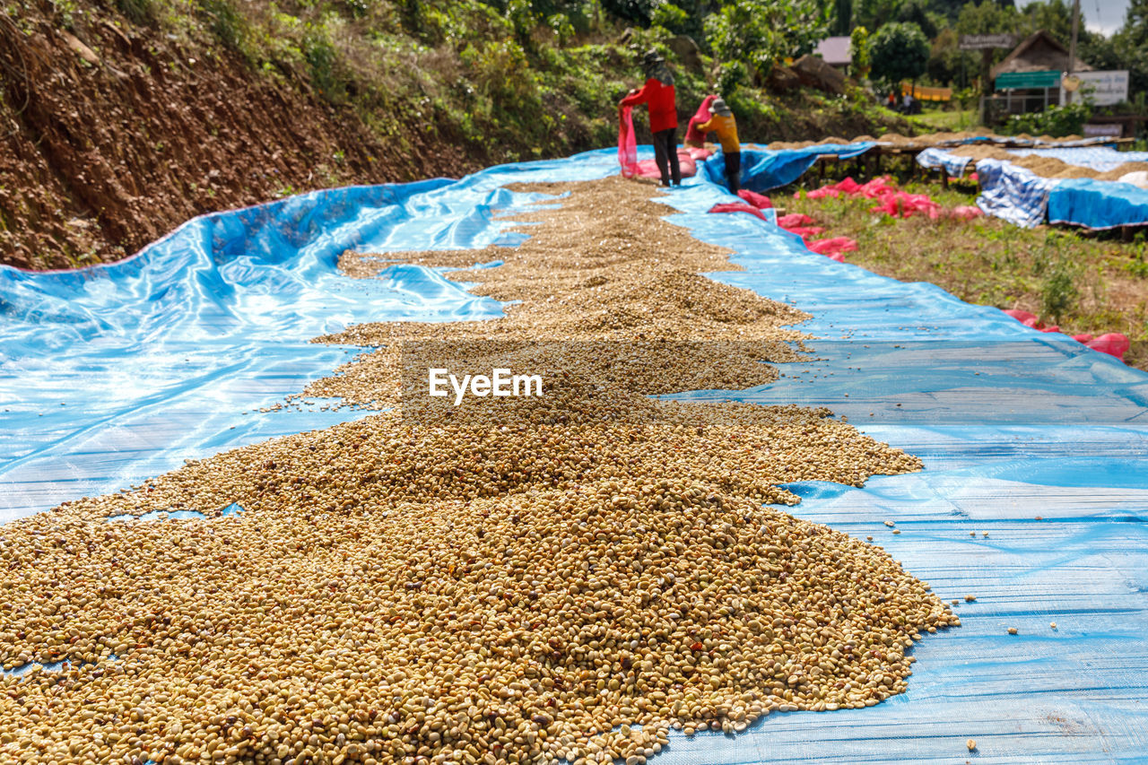 Coffee beans drying on the plantation and small people working at chiang rai, community 