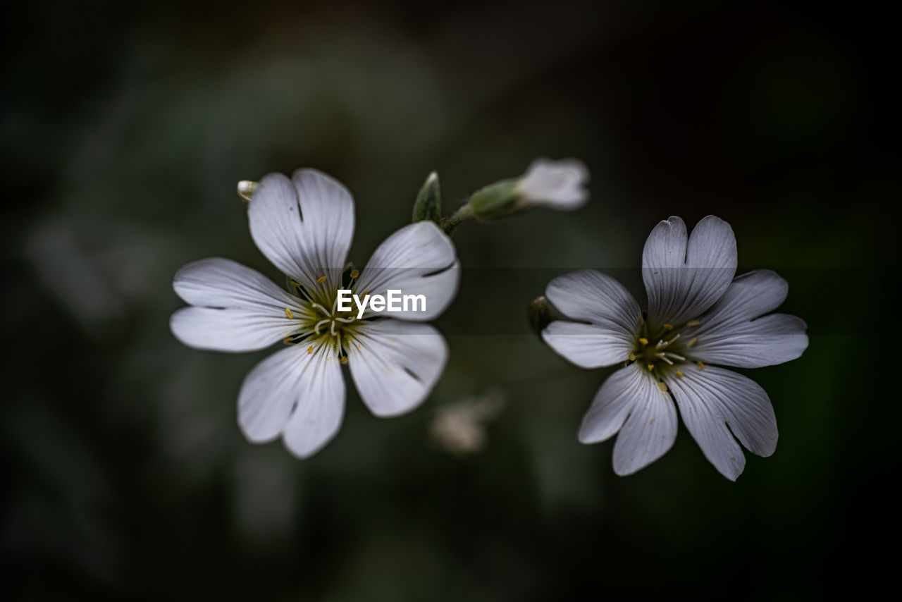 CLOSE-UP OF WHITE FLOWER