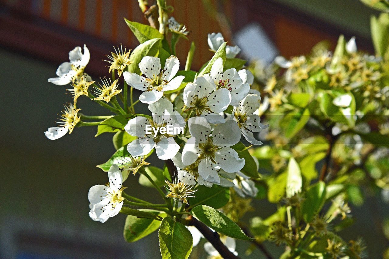 CLOSE-UP OF WHITE FLOWERS ON BRANCH