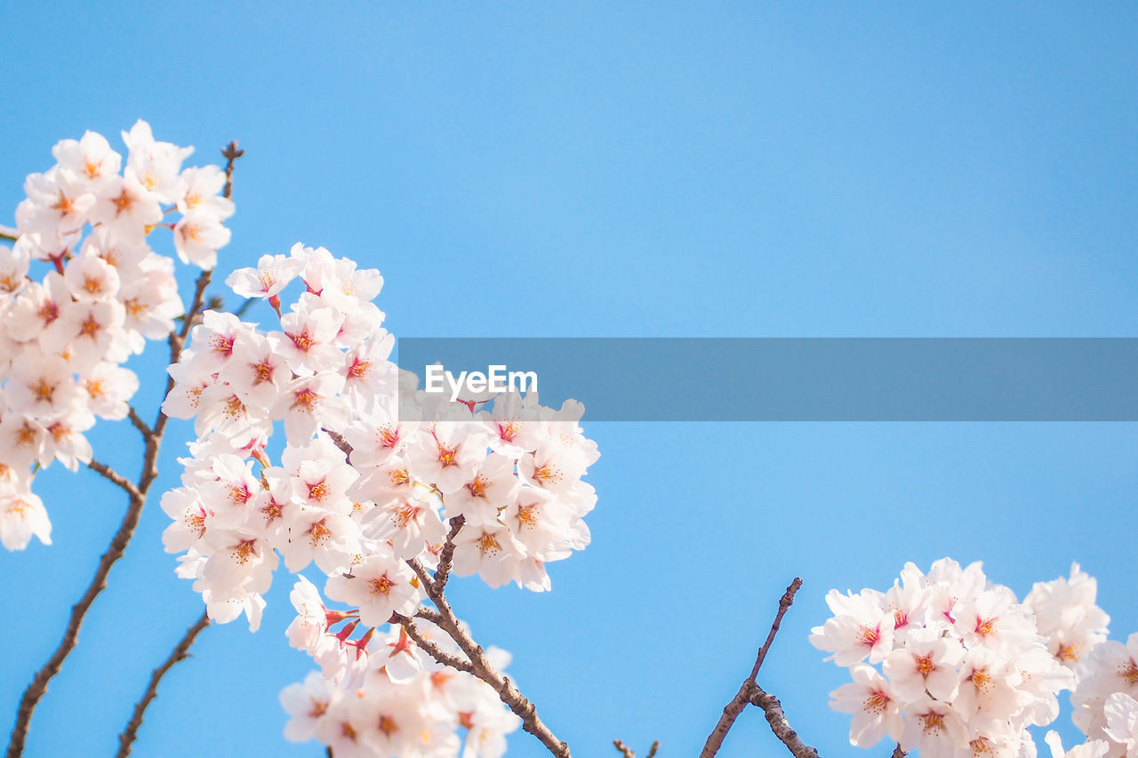 LOW ANGLE VIEW OF PINK CHERRY BLOSSOMS AGAINST SKY