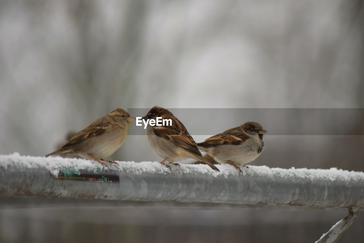 Close-up of bird perching on railing during winter