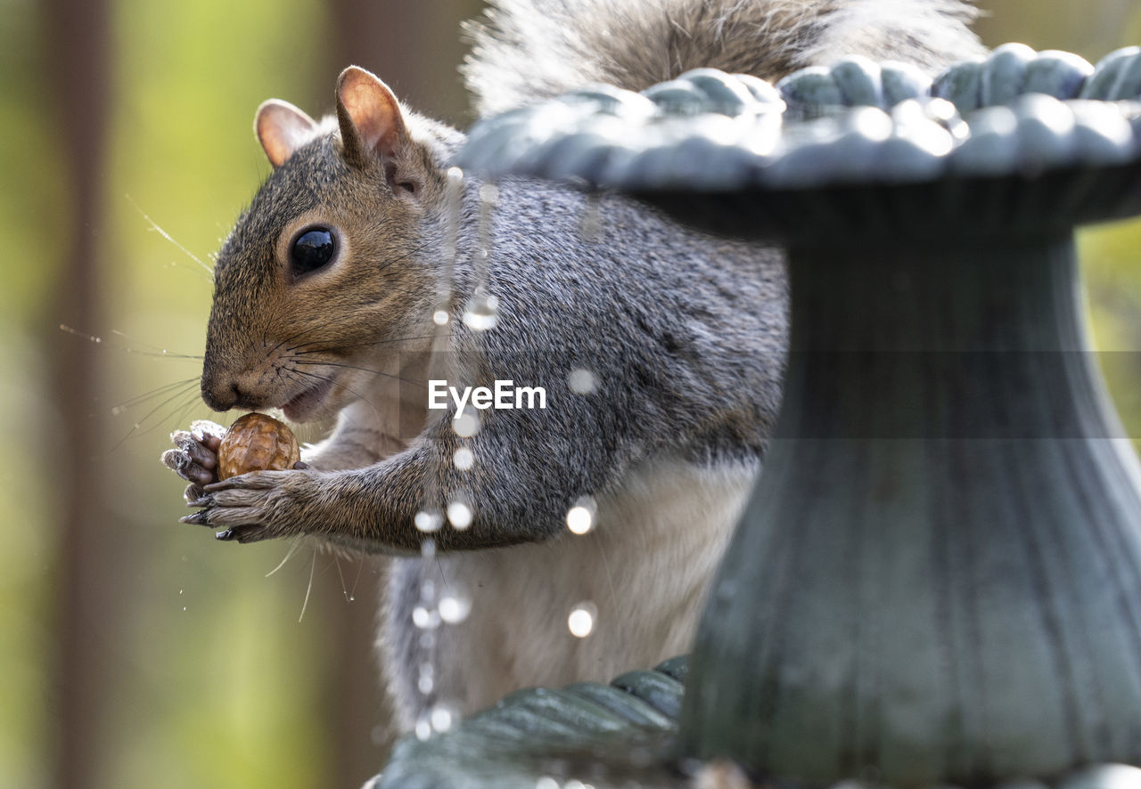 Squirrel on the fountain with a peanut