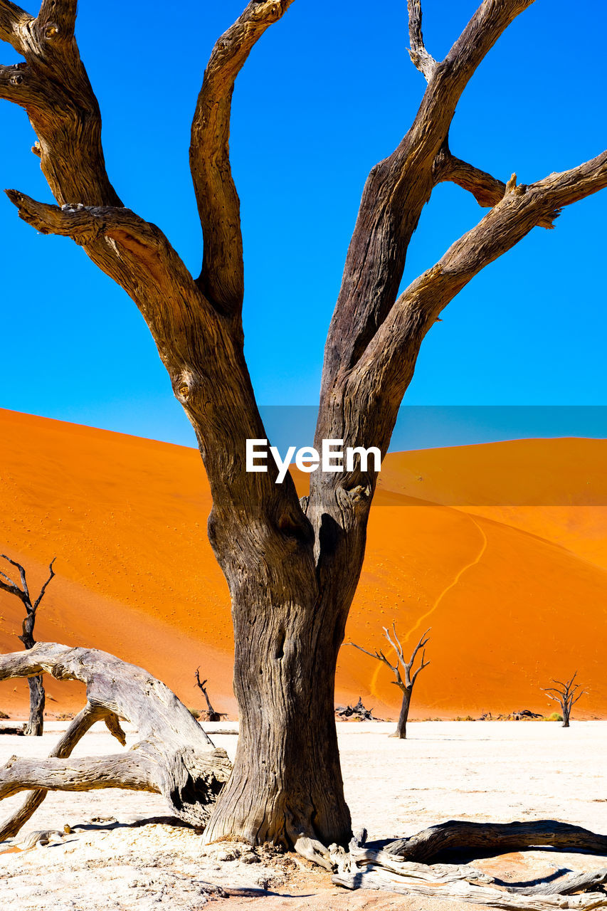 Bare tree on landscape against clear blue sky