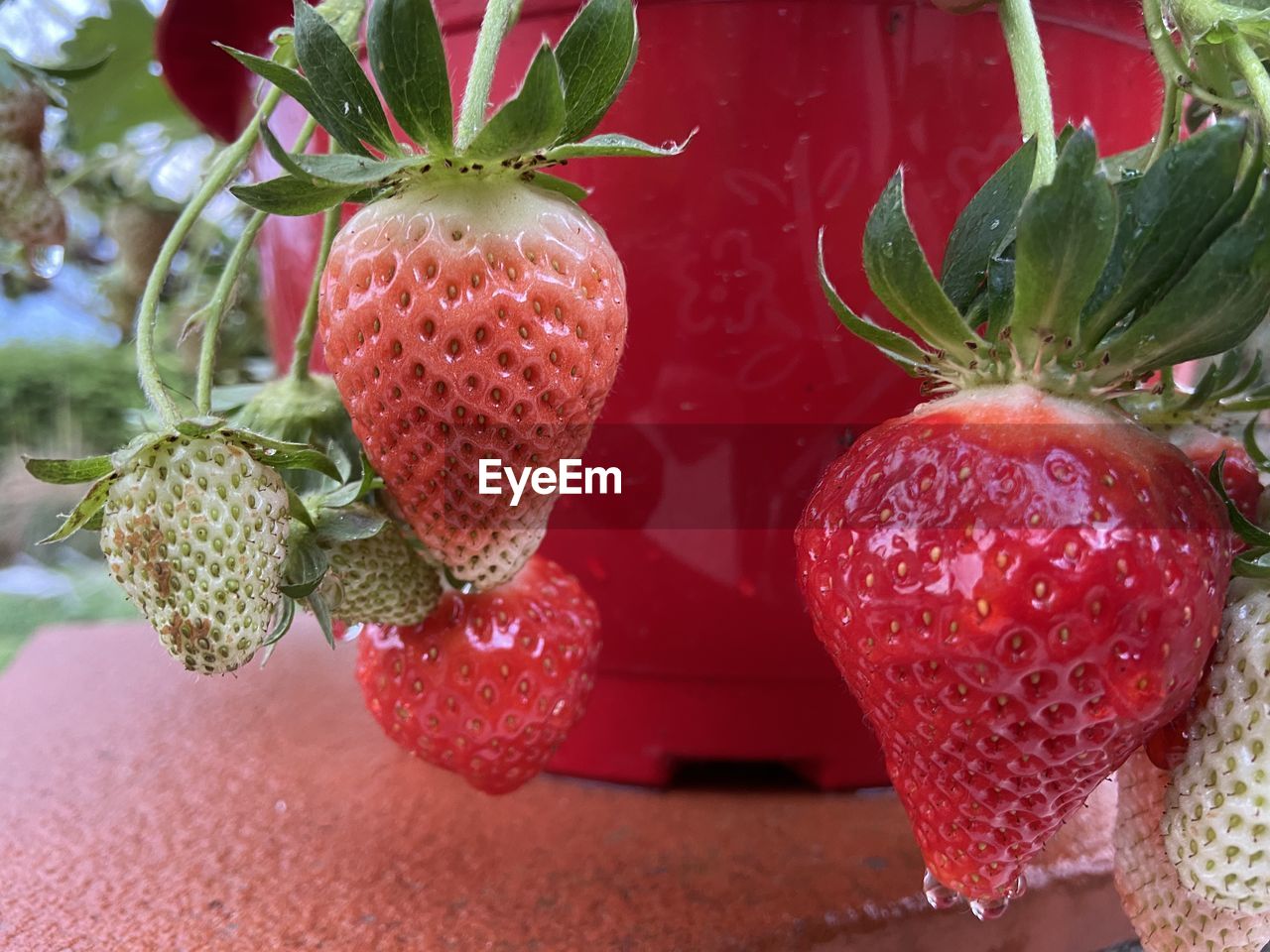 Close-up of strawberries against red pot