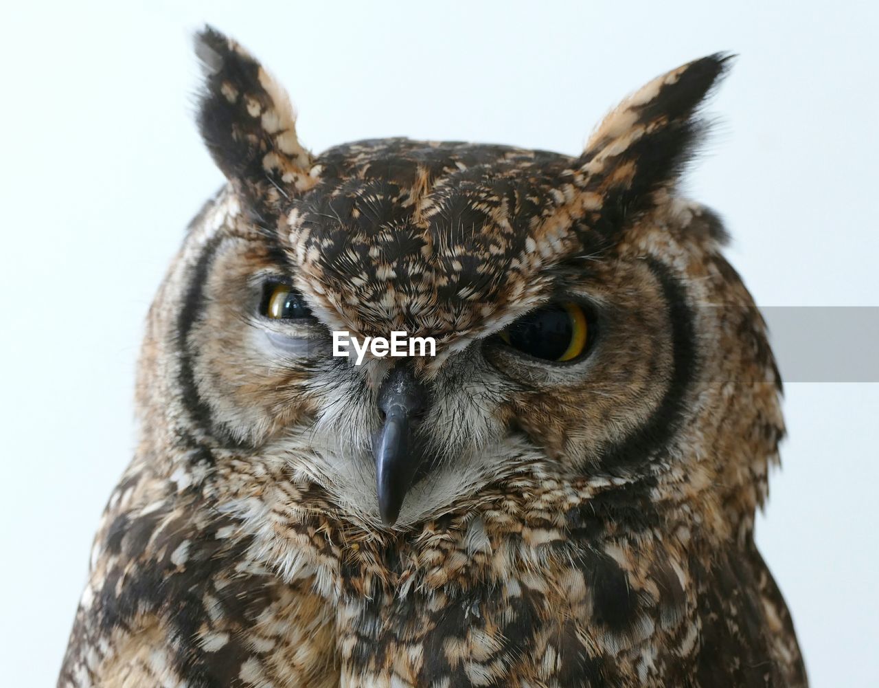Close-up of great horned owl against white background