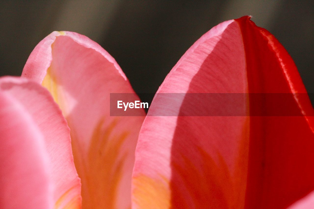 red, pink, flower, petal, macro photography, close-up, plant, freshness, beauty in nature, flowering plant, no people, nature, fragility, growth, tulip