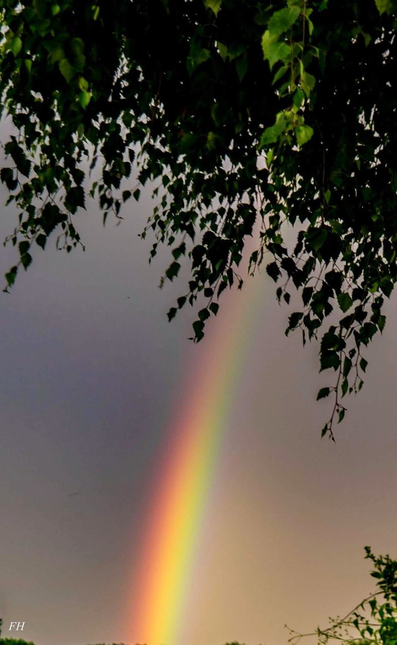 LOW ANGLE VIEW OF RAINBOW AGAINST TREES