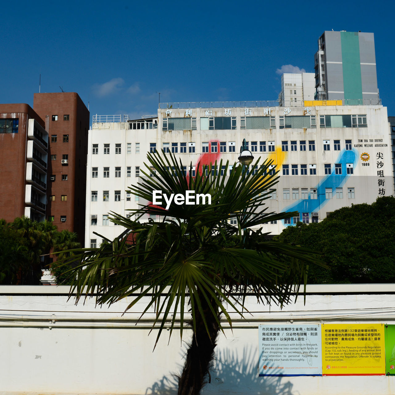 Low angle view of palm tree and buildings against blue sky