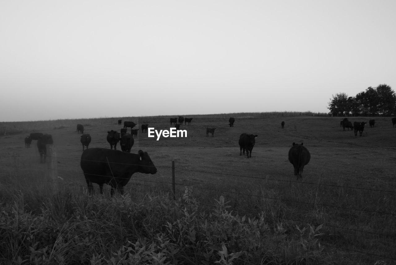 PANORAMIC VIEW OF SHEEP ON FIELD AGAINST CLEAR SKY