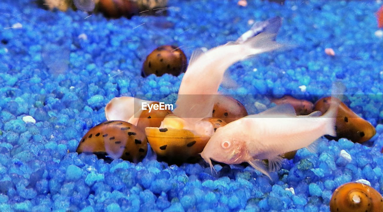 Close-up of fish swimming in aquarium