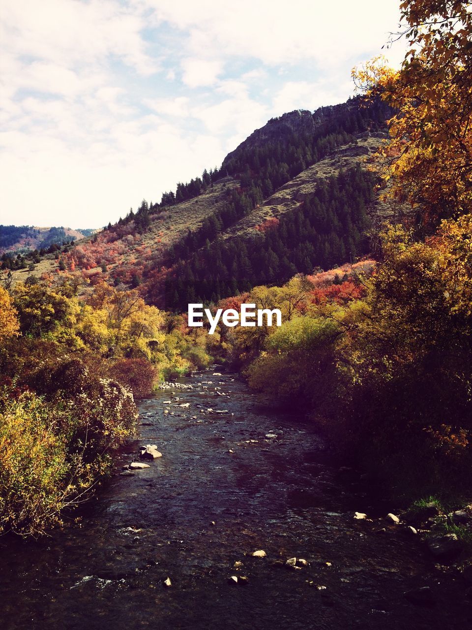 Stream amidst trees leading towards mountain against sky