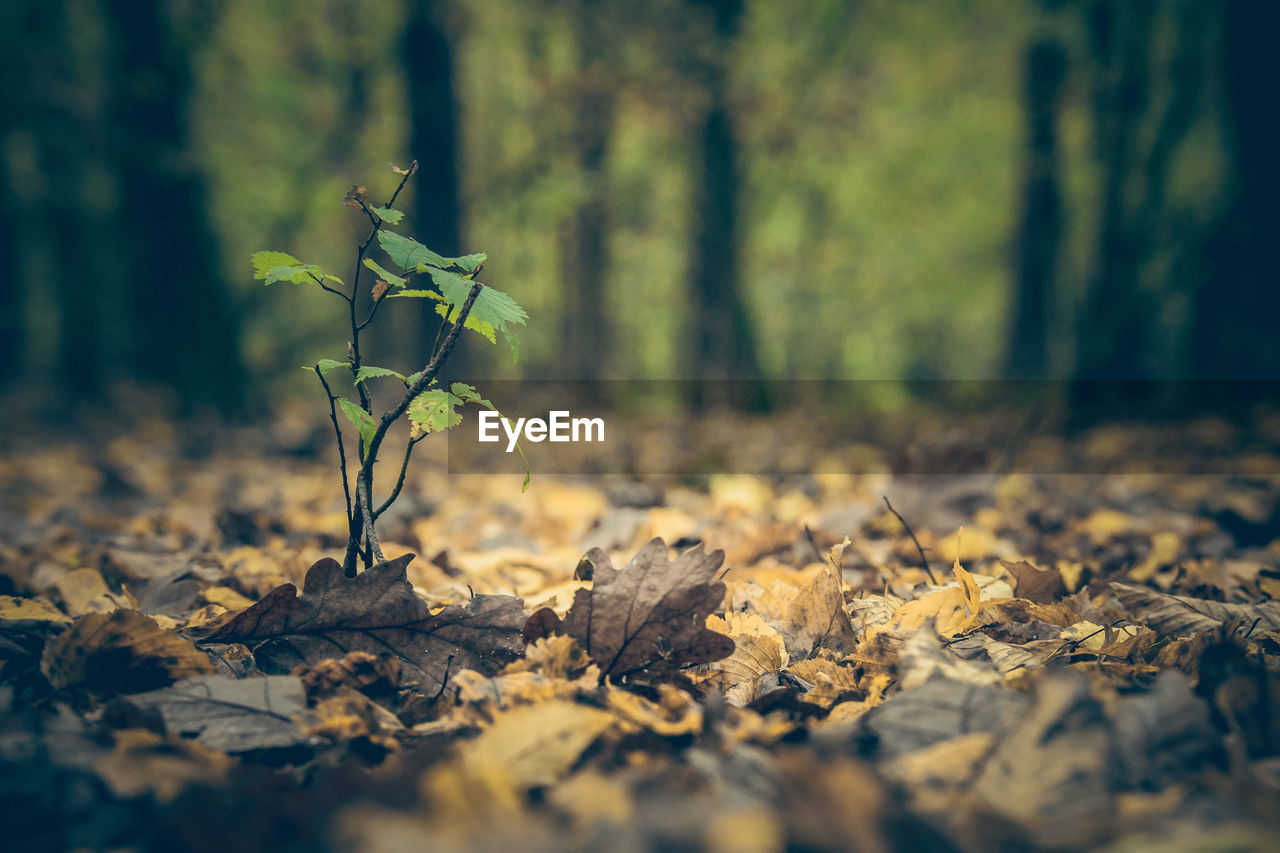 Close-up of plant growing in forest