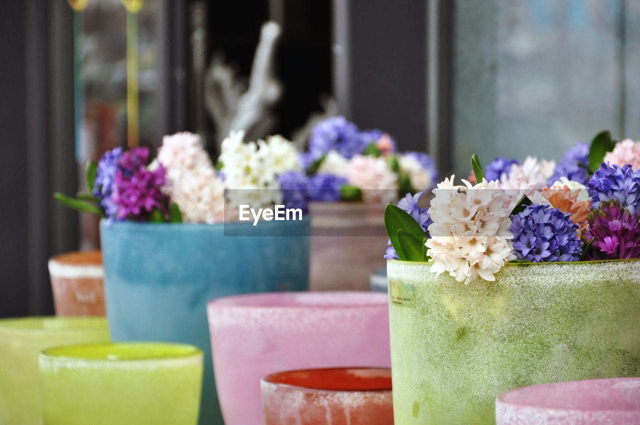 Flowers in containers for sale at shop