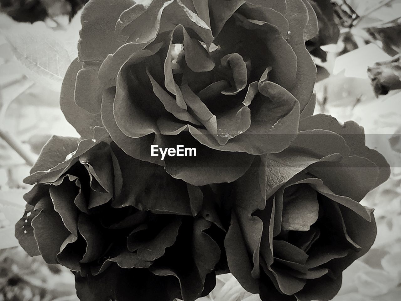 CLOSE-UP OF ROSE BLOOMING IN GARDEN