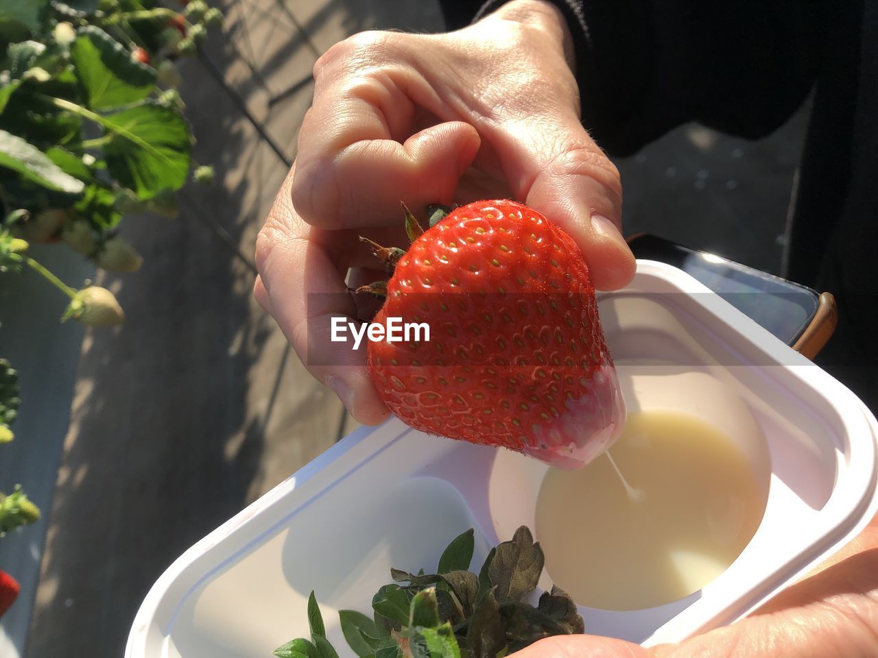 hand, food and drink, food, healthy eating, flower, fruit, freshness, one person, holding, wellbeing, plant, produce, strawberry, berry, nature, adult, lifestyles, organic, close-up, sunlight, day, outdoors, red, women, growth