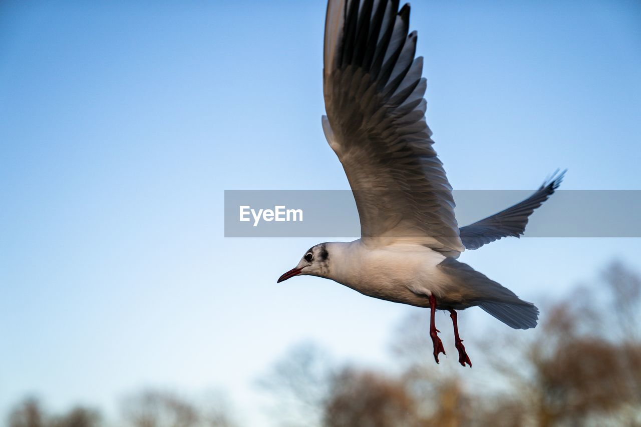 Low angle view of seagull flying