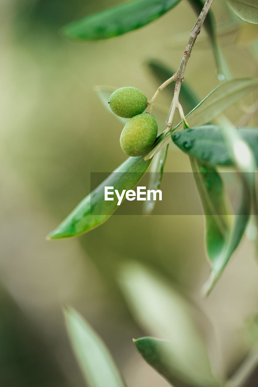 Close-up of fruit growing on plant