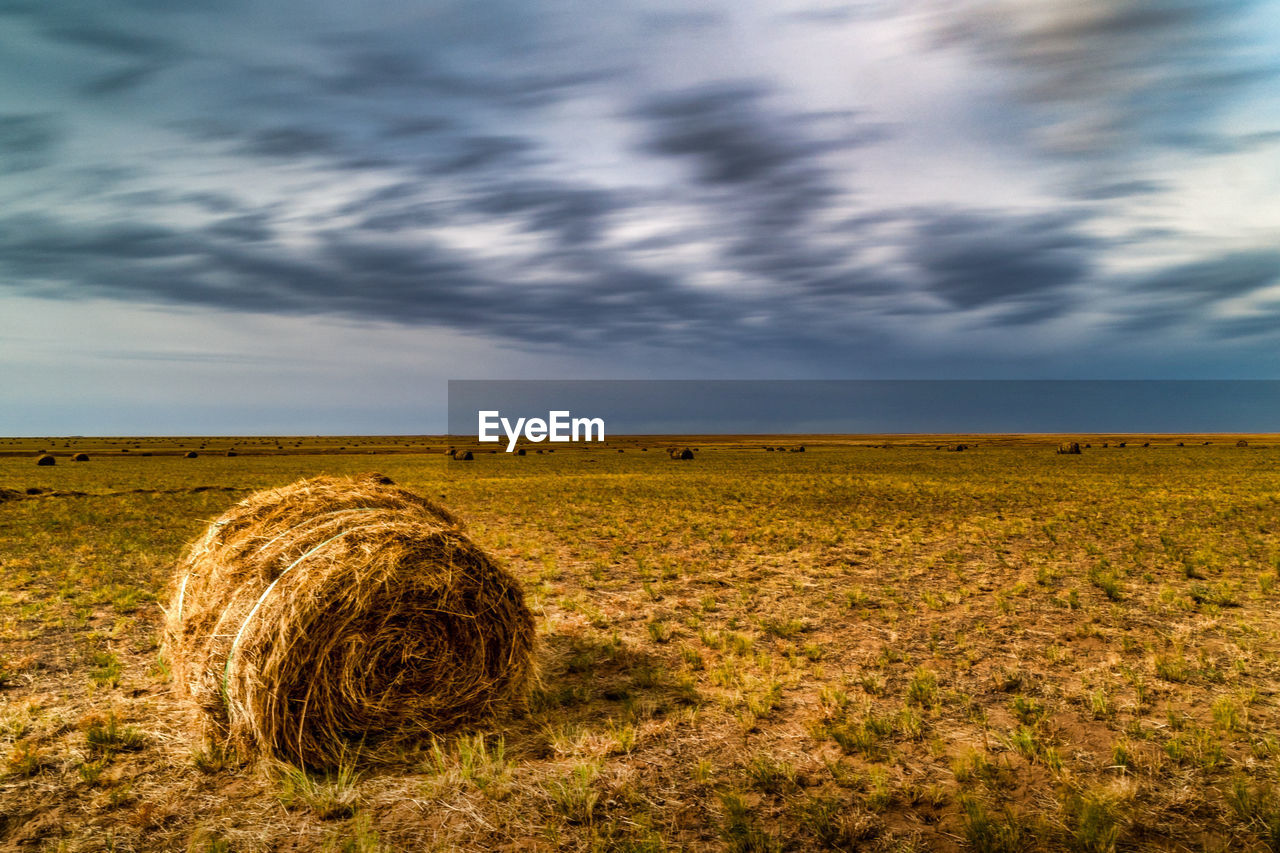 HAY BALES IN FIELD