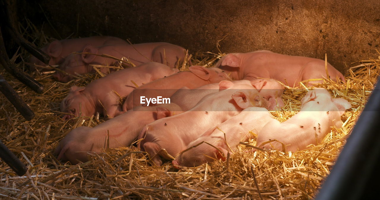 baby, pig, domestic pig, animal themes, animal, nature, hay, plant, mammal, livestock, agriculture, group of animals, lying down, food, domestic animals, high angle view, farm, piglet, young animal, food and drink, straw