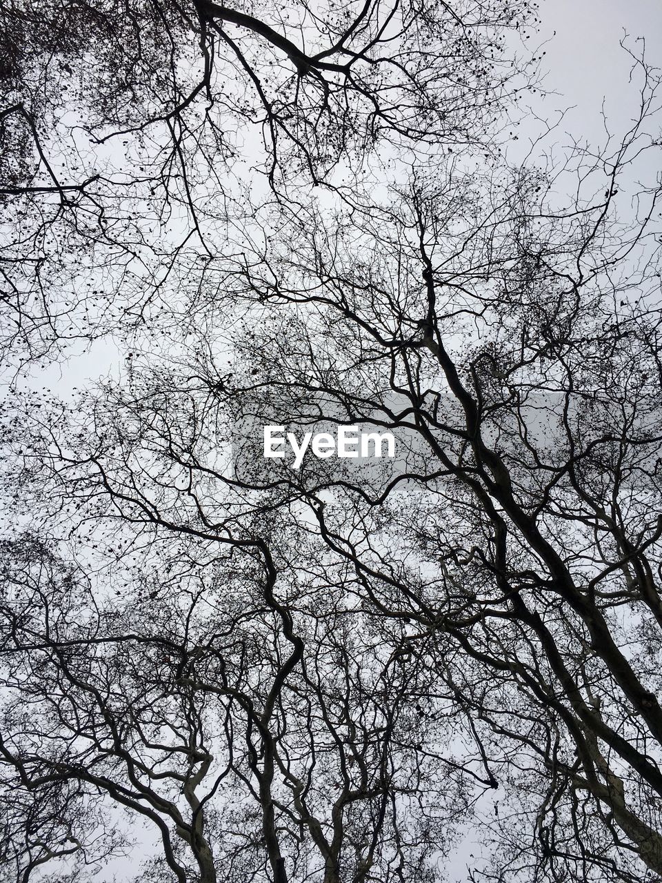 LOW ANGLE VIEW OF BARE TREES AGAINST SKY