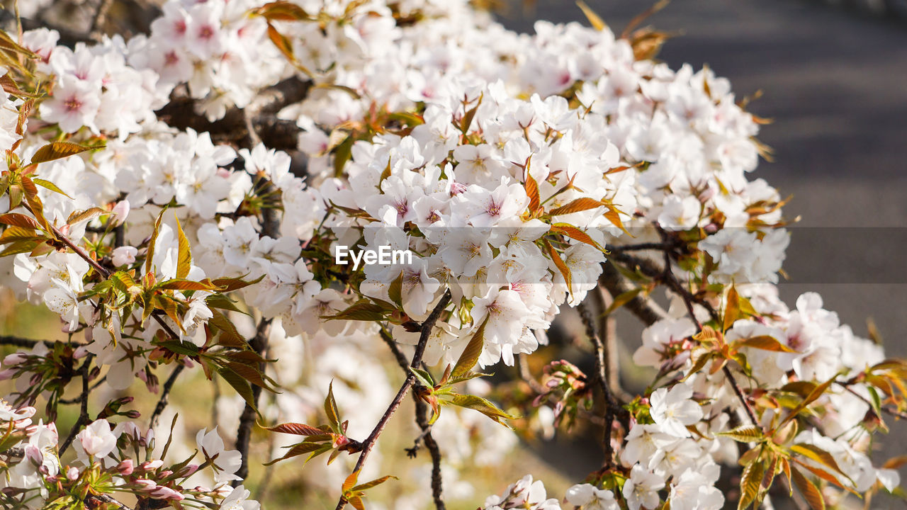 Close-up of white cherry blossom