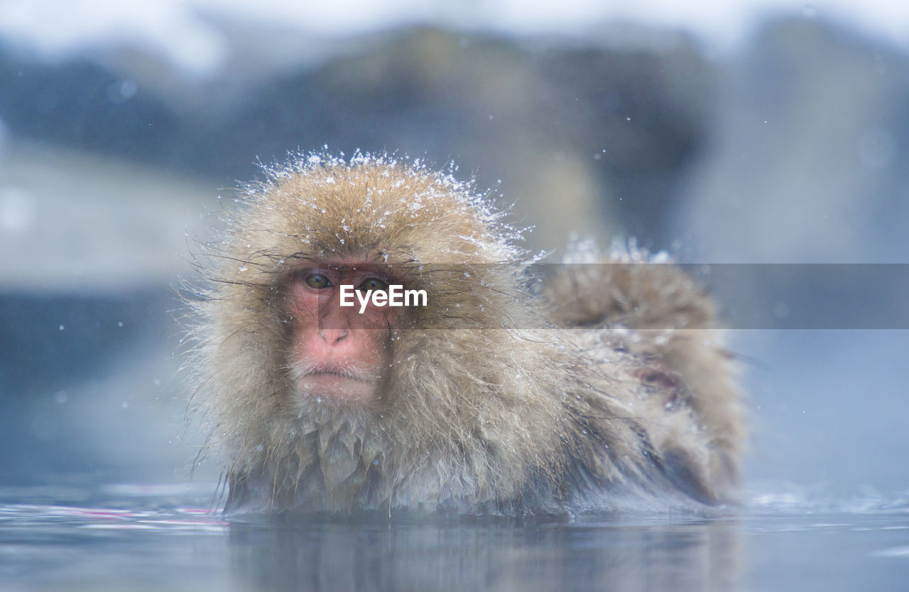 Snow monkey in a hot spring, nagano, japan