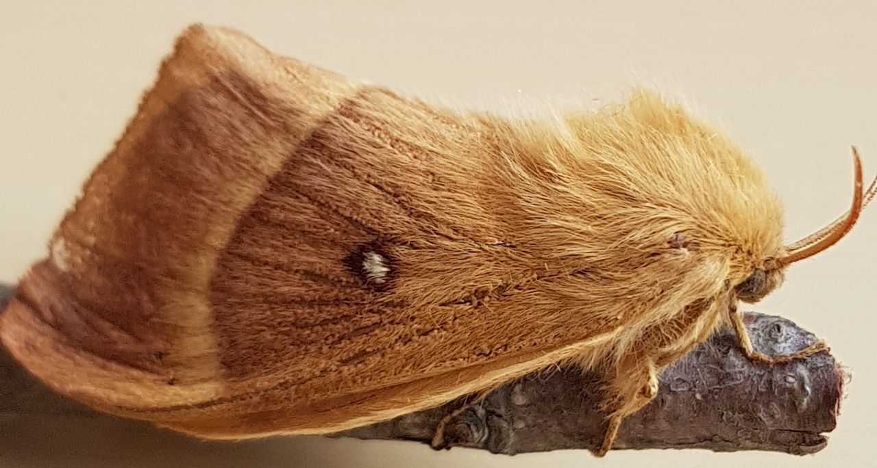 CLOSE-UP OF BROWN HORSE