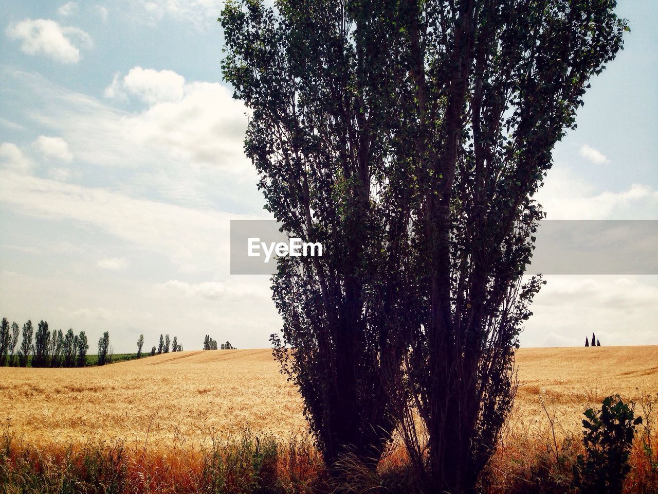 TREES ON FIELD AGAINST CLOUDY SKY