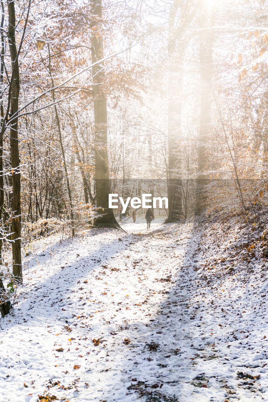 Pine trees in forest during winter