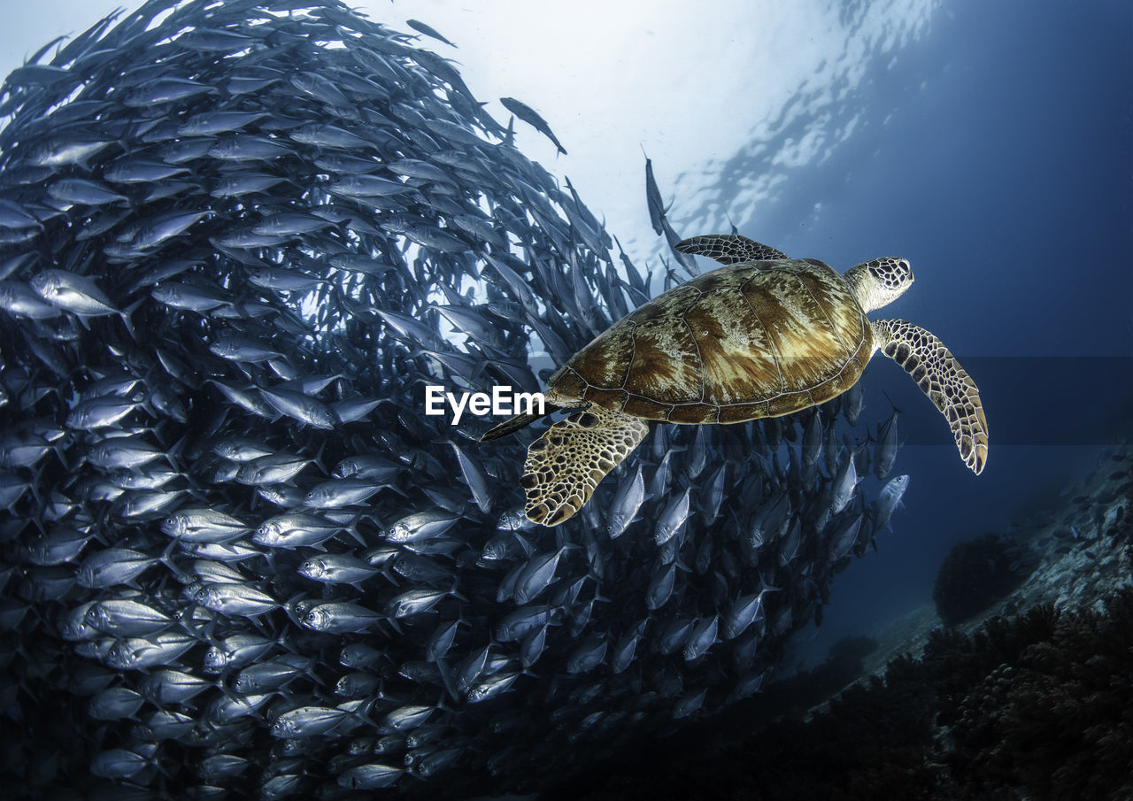 Turtle swimming by school of fish undersea