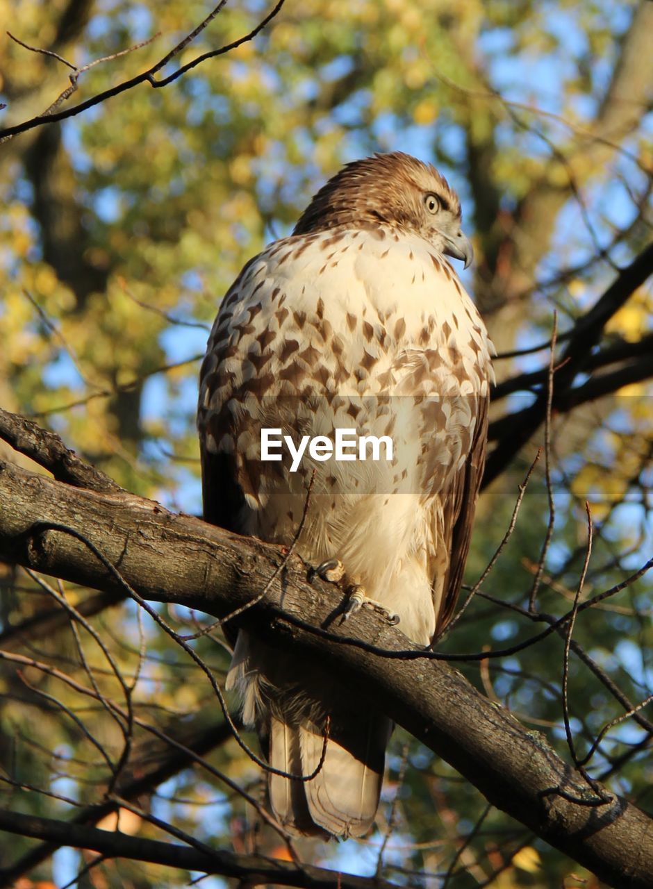 Low angle view of hawk perching on tree