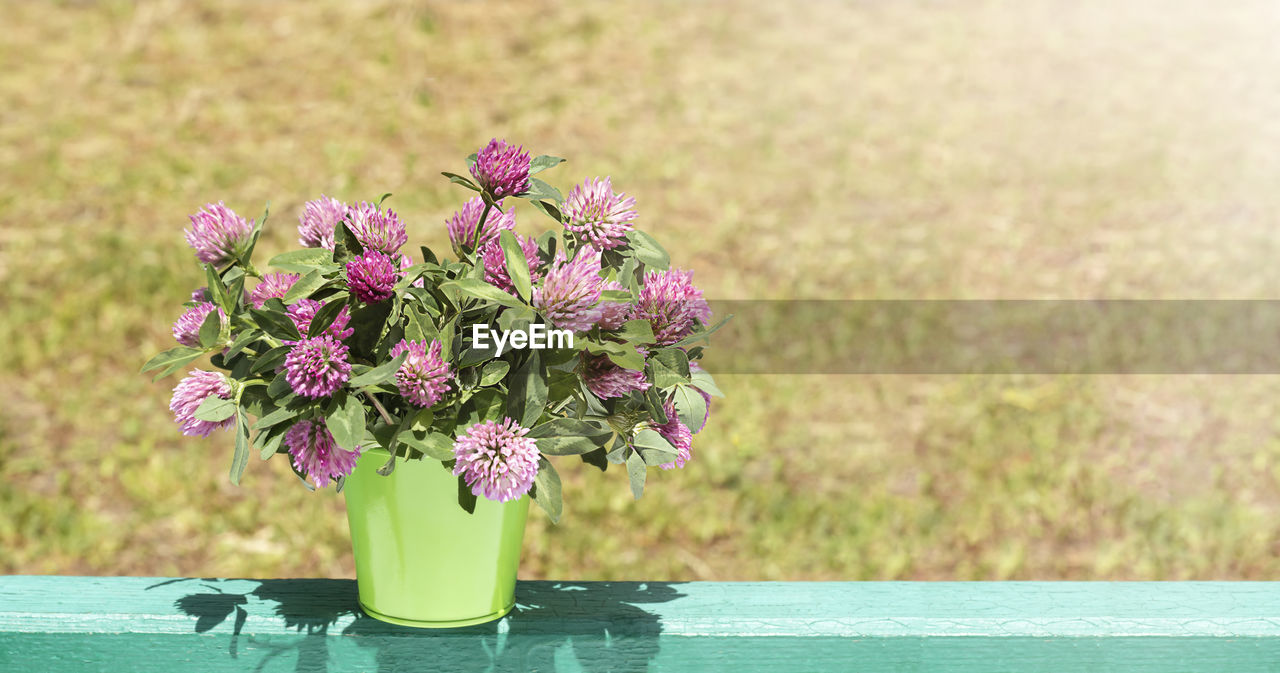 A bouquet of clover wild flowers in a decorative bucket on a blurred background in the sun.