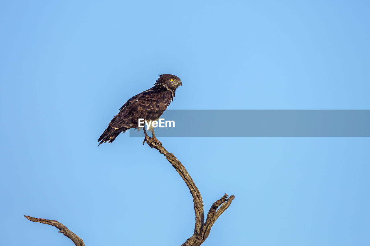 LOW ANGLE VIEW OF EAGLE PERCHING ON BRANCH AGAINST CLEAR SKY