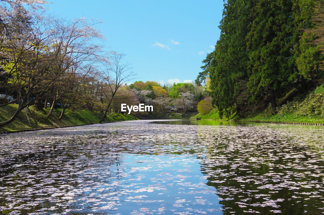 SCENIC VIEW OF FOREST