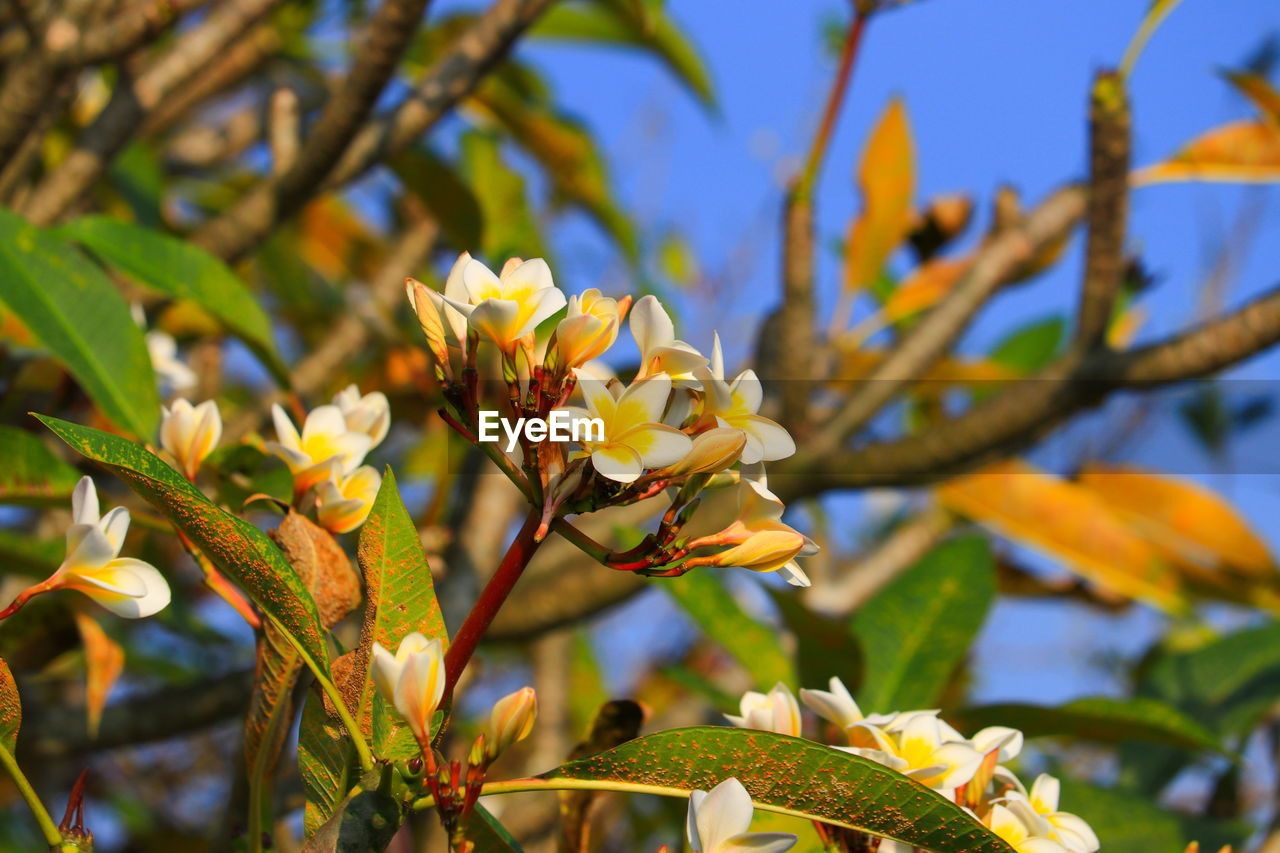 Close-up of yellow flowering plant