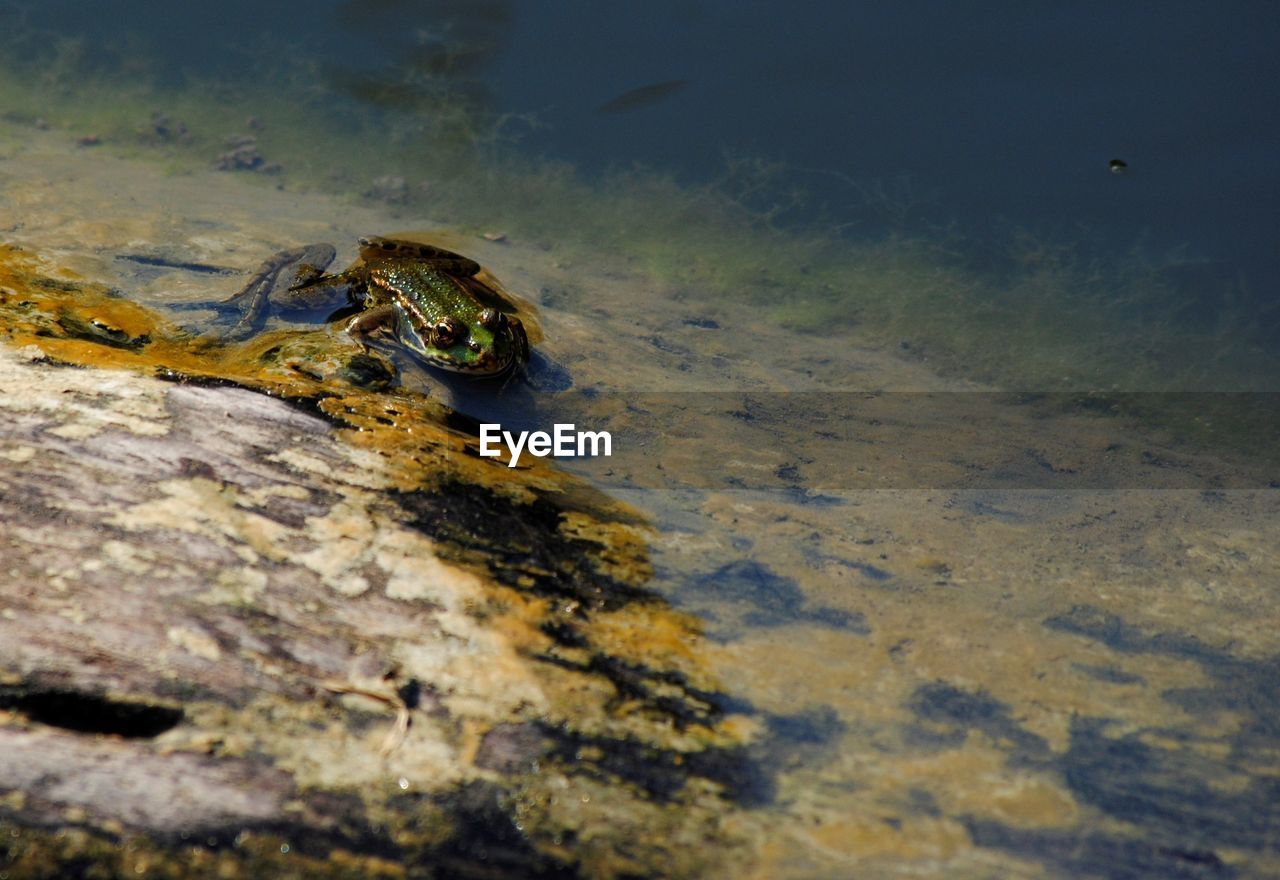 HIGH ANGLE VIEW OF LIZARD IN WATER