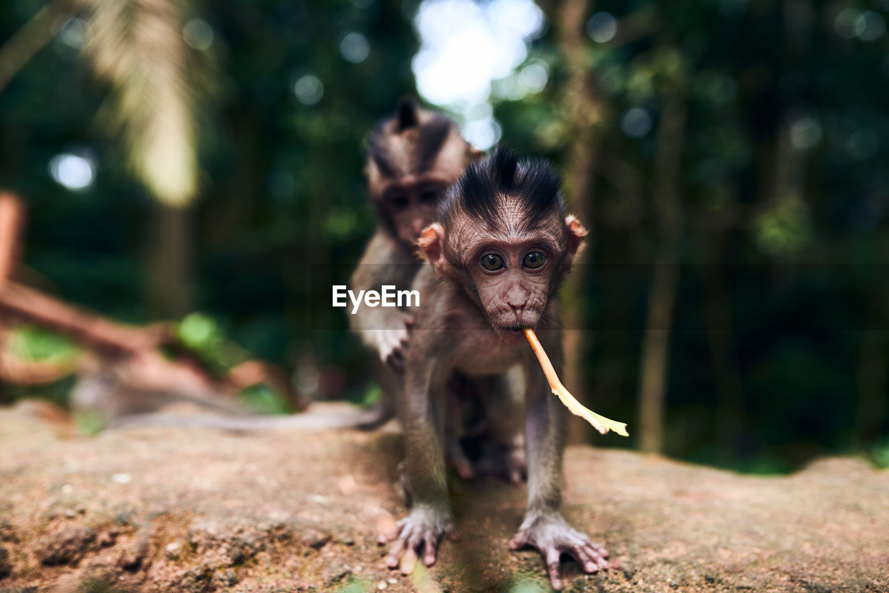 PORTRAIT OF MONKEY SITTING ON A LAND