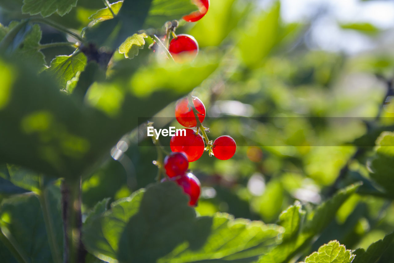 RED BERRIES GROWING ON TREE