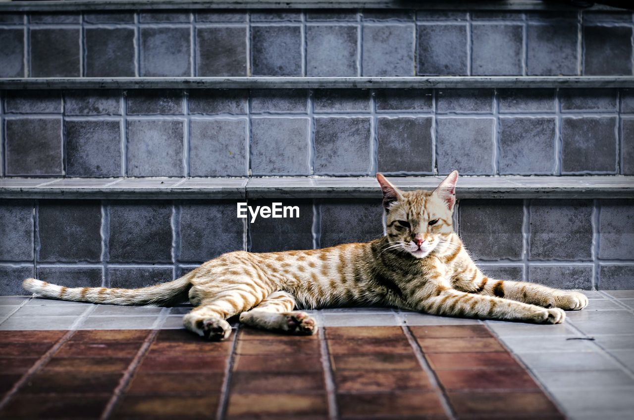 CLOSE-UP PORTRAIT OF CAT LYING ON FLOOR