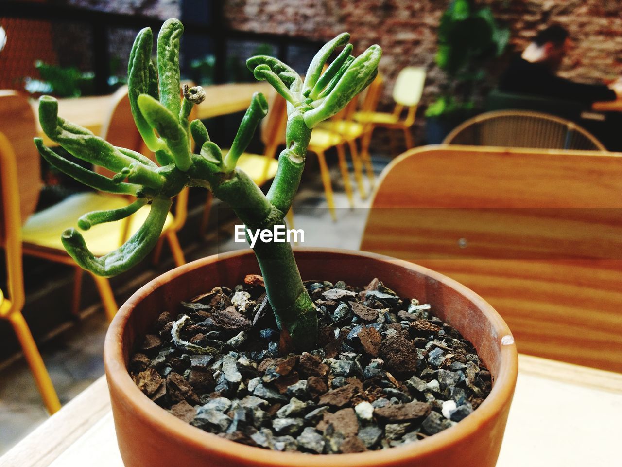 CLOSE-UP OF POTTED PLANTS